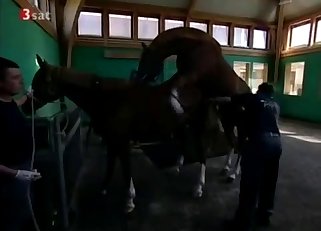 Two wild mustangs have awesome sex
